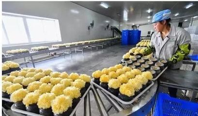 訪企業、解難題、促“六穩”——尤溪 深入項目一線為企精準把脈，力促商貿繁榮發展